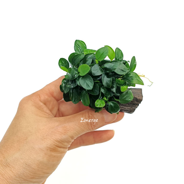 Anubias nana petite 'Japan'日本小榕- emerged水上叶/Aquatic plant/Tumbuhan ...