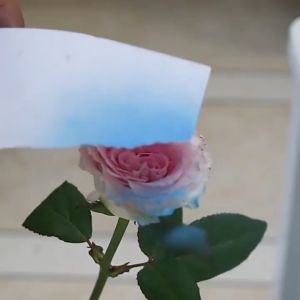 450ML Flower Spray Paint for Fresh Flowers Fast Drying Floral Color Dazzle Oil Based Non