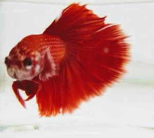 เบตต้า ฮาฟมูน สีแดง เพศผู้ Betta Halfmoon Red (MALE)