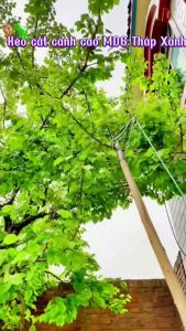Kéo cắt cành trên cao MD-6 Dụng cụ cắt cành cao Kìm tỉa cành trên cao