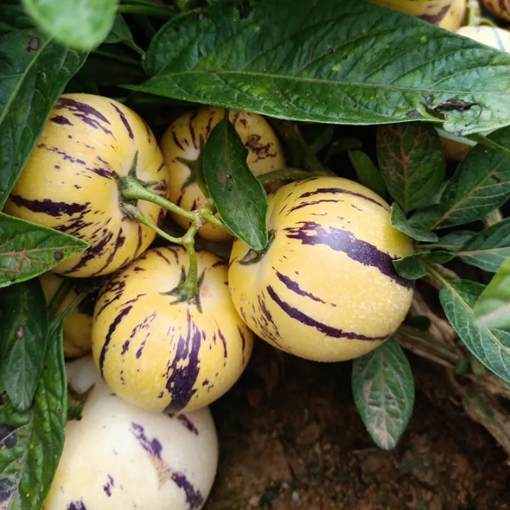 20PCS Pepino Melon Seeds Gardening Ginseng Fruit Seeds Organic Bonsai Tree Seed Indoor and Outdoor Real Plants Potted Live Plants for Sale Garden Decor rijk zwaan