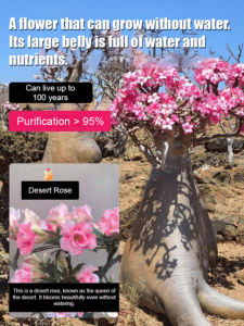 Indoor Plant Potted Flower Desert Rose Bulbs/Long Lifespan/Easy To Grow/High Ornamental Value/For Home Office Garden/Gardening Enthusiast
