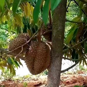 bibit durian Montong unggul pohon pendek