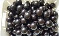 ต้นองุ่นบราซิล JABOTICABA MYRCIARIA CAULIFLORA ต้นโต สูง 50-70 เซนติเมตร แข็งแรง ดูแลง่าย 1-2 ปีติดผล. 