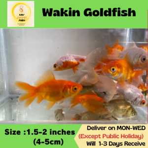 Wakin Goldfish Size 1.5-2 inches (4-5cm) /Fish for Aquarium