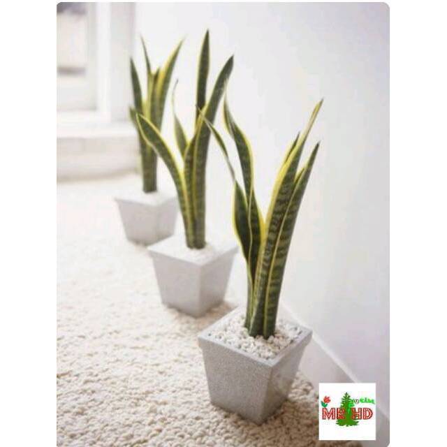 Tanaman hias sansevieria trifasciata | tanaman lidah mertua | Lazada ...