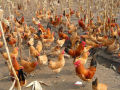 (50 packs) live chickens, chicks, chickens, three yellow chickens, five ...