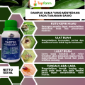 Obat Hama Tanaman Kakao / Obat Semprot Kakao / Obat Fungisida Tanaman Kakao / Obat Buah Kakao / Obat Hama Kakao / Pestisida Tanaman Pohon Kakao. 