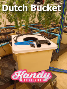 ชุดกระถางปลูกระบบไฮโดรโปนิกส์ กระถาง 11 ลิตร ถังปลูกไฮโดรโปรนิกส์ ระบบน้ำวน ถังปลูกกัญไฮโดร ถังปลูกกัญ(สินค้ามือ2)