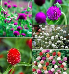 Hạt giống hoa cúc bách nhật mix màu-gói 50 hạt