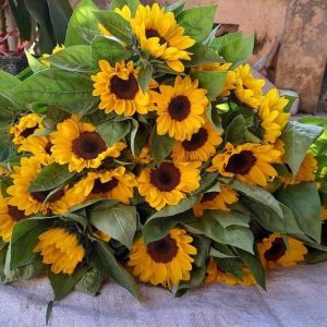 Hạt giống hoa hướng dương hoa vàng cắt cành - 30 hat/gói