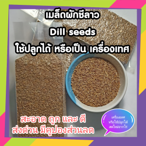 เมล็ดผักชีลาว เมล็ดพันธุ์ผักชีลาว เทียนตาตั๊กแตน มะแหลบ Dill seeds ใช้ได้ทั้งปลูกและกิน สดใหม่ จากไร่ถึงมือคุณ เครื่องเทศลาบ แกง