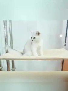 [MochiHome]Cat Hammock Window Hanger Up To 17.5kg HangingBed Washable Detachable Suction Shelf 55x35cm
