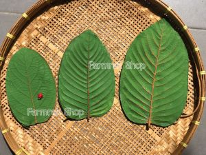 (ส่งฟรี) 🔥กระเป๋าใบไม้ กระเป๋ายางพารากระเป่าสตางค์ 🔥Handmade กระเป๋าใบไม้ กระเป๋าใบไม้ ราคา - Lazada