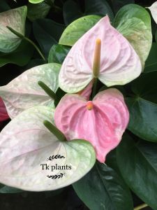Tk plants  real live plants  pokok hidup  anthurium pokok keladi  indoor plants  decor