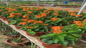 crossandra infundibuliformis [kanakambaram] 6-7 inch pot 300-400mm height