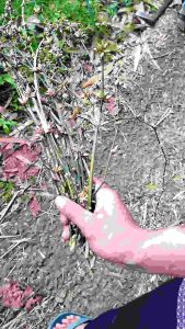 Bunga Bambu Per 5 Batang: Dekorasi Interior & Taman