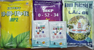 Tạo mầm mít thái mít ruột đỏ indo- tạo mầm hiệu quả ra hoa ra mầm nhanh