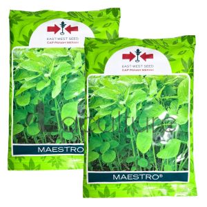 Benih Bayam Hijau MAESTRO Isi 500 gram Cap Panah Merah