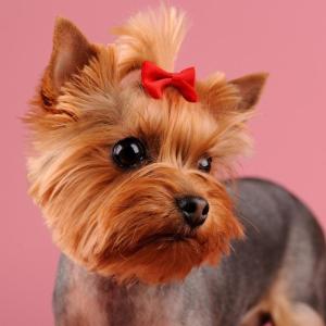 50 cái lông thú cưng clip đầy màu sắc đáng yêu dễ dàng sử dụng barrettes cho vật nuôi chủ sở hữu kỳ nghỉ dressingup chó mèo ảnh nơ cài tóc