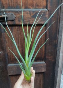 Tillandsia Mali Dofitas (Tillandsia caput medusae x Tillandsia bulbosa) /空气凤梨-  章鱼 x 女王头