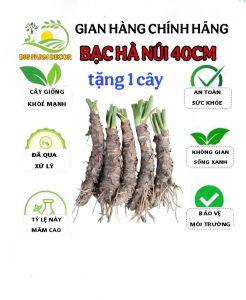 combo 5 cây bạc hà núi cao 40cm trồng cảnh