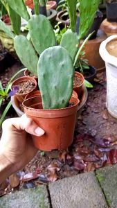 Xương rồng tai thỏ(x.rồng bàn tay) không gai. chậu 1lá