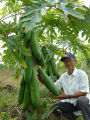 " Gói 120 "Hạt Giống Đu Đủ Lùn Cao Sản Phuket Thái Lan Siêu Ngọt [Seeds]. 