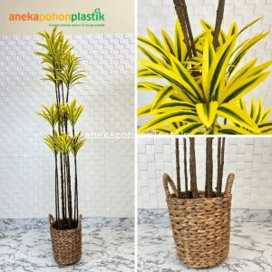 Pohon Artificial Tanaman Hias Song Of India T170 Variasi Warna Kuning & Putih Latex Cover Eceng Gondok Handle Dekorasi Ruangan Kantor Aesthetic