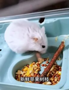 Premium Apple Branch Chew Sticks Teeth Grinding for Chinchilla Guinea Pigs Hamsters Rabbits Parrot