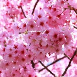 Bibit tabebuya sakura ping 1meter
