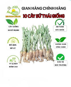 combo 10 cây sứ thái giống ship nhổ cây