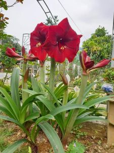 Củ giống hoa Huệ GÁO Hoa Đỏ - củ to chuẩn mặt hoa - 1 củ