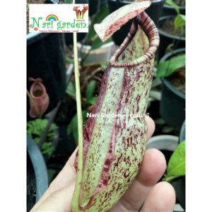 (ไม้ขนาด XL กระถาง 6 นิ้ว) ต้นหม้อข้าวหม้อแกงลิง ไม้ประดับหม้อสวย พืชกินแมลง โตไว (พันธุ์ มิราราฟ หม้อลายสวย) *ลง กถ. 10 นิ้วได้เลย*