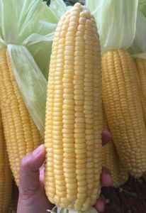 เมล็ดข้าวโพดหวานน้ำผึ้ง - Honey Select Sweet Cornหวานช่ำหอม