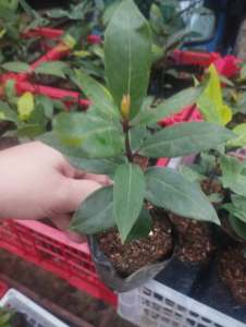 Bayleaf Plants