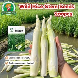 100% Legit 200pcs Fresh Wild Rice Stem Seeds for Planting Vegetables Plants High Yield Water Bamboo Seeds Organic Water Oat Vegetable Seeds for Gardening Potted Water Bamboo Seedlings Zizania Latifolia Wild Rice Seedlings Water Bamboo Plant Seed