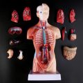 ✶【COD】Human Torso Body Model Anatomy Anatomical Medical Internal Organs For Teaching❂. 