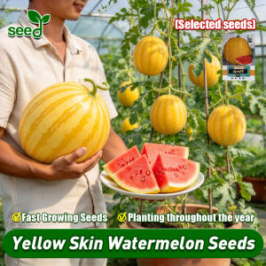 [Selected Seeds 20pcs] 100% Fresh Golden Watermelon Seeds (High Germination) 100% Original Yellow Skin Watermelon Seeds Sweet Gold Watermelon Seeds Yellow Skin Water Melon Seeds F1 Pakwan Seeds Potted Fruit Seedlings Vegetable Plants Easy To Grow Seed