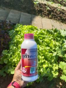 น้ำตาลทางด่วนสูตรพิเศษ ซูก้าเคอรี่ สำหรับพืช บำรุงต้นโทรม เพิ่มแป้ง ขยายผล เร่งสะสมอาหาร ฟื้นต้นโทรม เพิ่มผลผลิต ป้องกันการหลุดร่วง เพิ่มความหวานในผล  ใช้ได้กับพืชทุกชนิด ขนาด 1 ลิตร