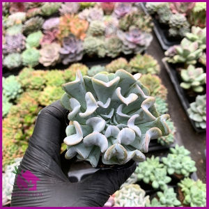 Sen Đá cúc trắng size bầu 5-7 cm cây già khỏe