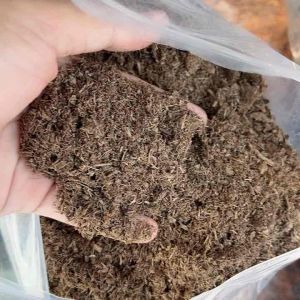 มูลวัว ขี้วัว ยกกระสอบ 69 บาท ขี้วัวแห้ง ปุ๋ยขี้วัวแห้ง ปุ๋ยขี้วัว ยกกระสอบ