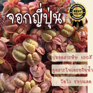 Mini Shop จอกญี่ปุ่น จอกแดงญี่ปุ่น (1ชุดมี 35++ ดอก 29บาท) ต้นไม้น้ำ เหมาะจัดตู้ปลา ประดับอ่างปลา ไม้น้ำประดับ ราคาถูก จอกญี่ปุ่นแดง