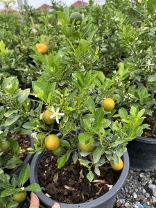 ส้มจี๊ด ส้มสีทอง ไม้มงคล Citrus japonica (Kumquat)