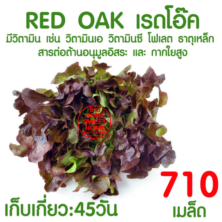 เมล็ดเรดโอ๊ค งอกดี ปลูกไฮโดรโปนิกส์ได้