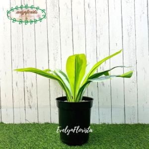 Pohon Daun Pandan Bali X12 Plastik Artificial Pot Effiel Hitam Pajangan Dekorasi Rumah