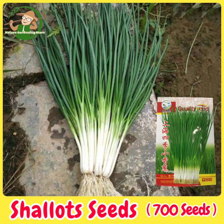 Fresh Organic Shallots Seeds for Planting (700 Seed) Balcony Potted ...