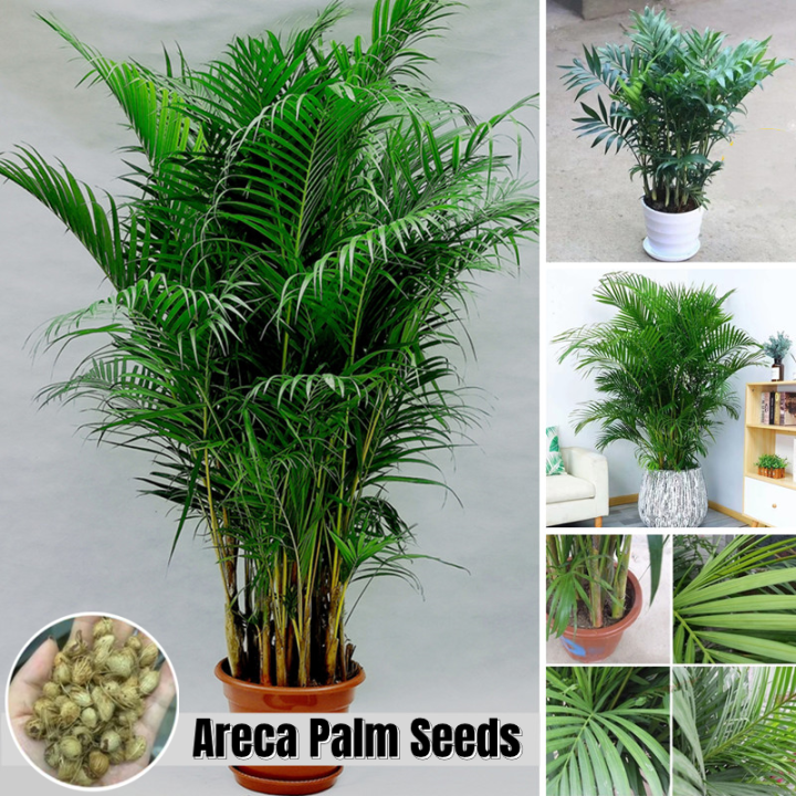 High Quality Bonsai Seeds (50pcs/bag) Areca Palm Tree Seed for Sale