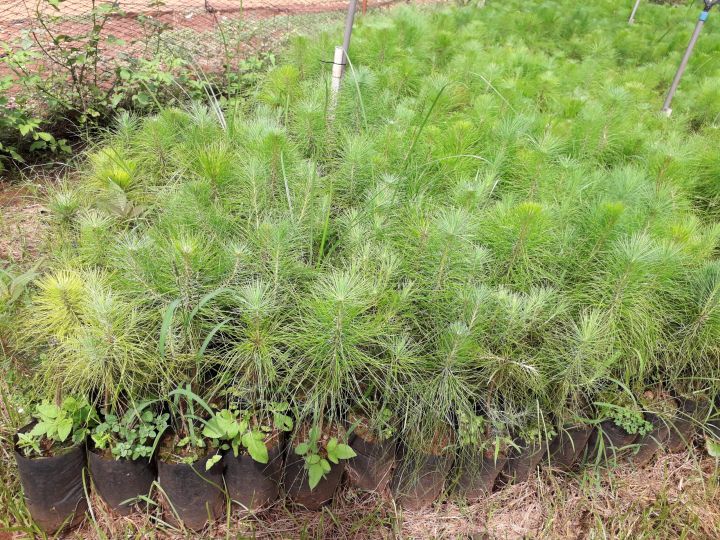 CÂY GIỐNG THÔNG ba LÁ [ [ BẦU NHỎ CÂY CAO 20 CM NHƯ HÌNH]"] Tên khác ...