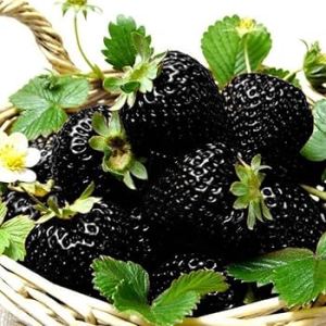 BIBIT TANAMAN STRAWBERRY BLACK 🌱 Sagahonoka Adalah Ukurannya Besar dan rasanya manis sedikit masam. Selain itu buah stroberi yang ditanam di prefektur Saga ini memiliki kulit berwarna putih tetapi dagingnya berwarna putih